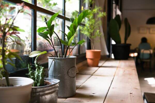 استفاده از گیاهان در محیط منزل