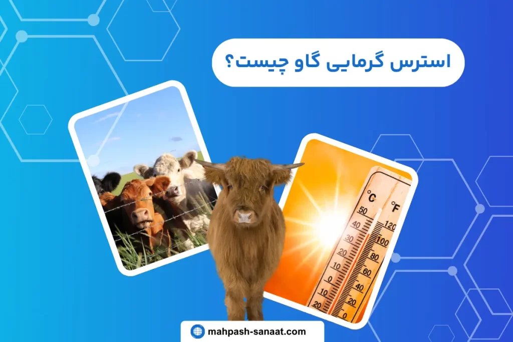 استرس گرمایی گاو چیست | نکات + راه حل کاهش آن ✅