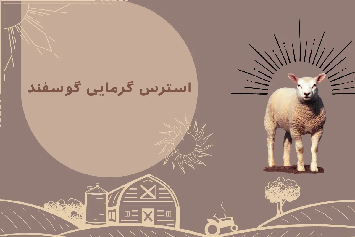 استرس گرمایی گوسفند و بهترین راه های مقابله با آن