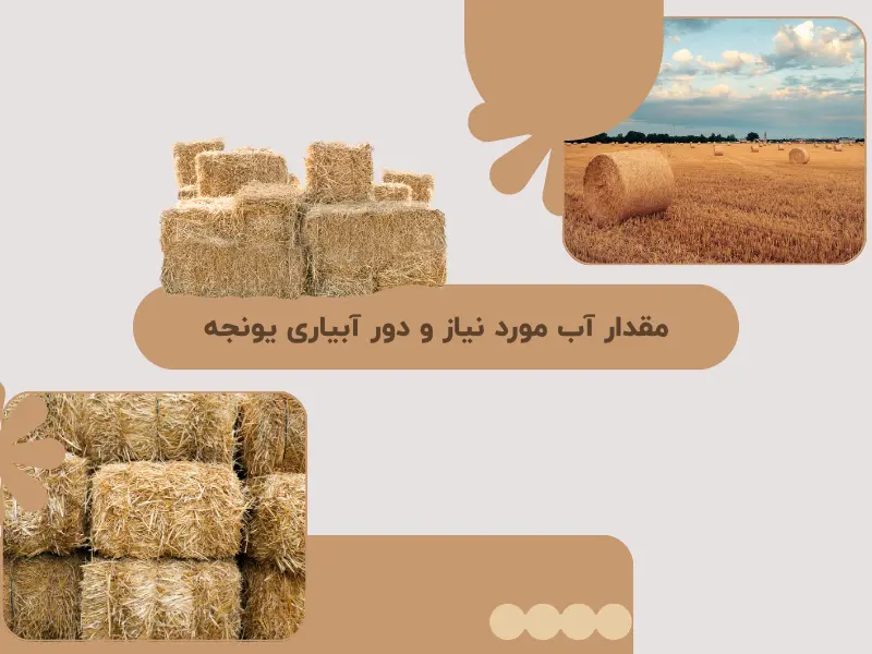 مقدار آب مورد نیاز و دور آبیاری یونجه