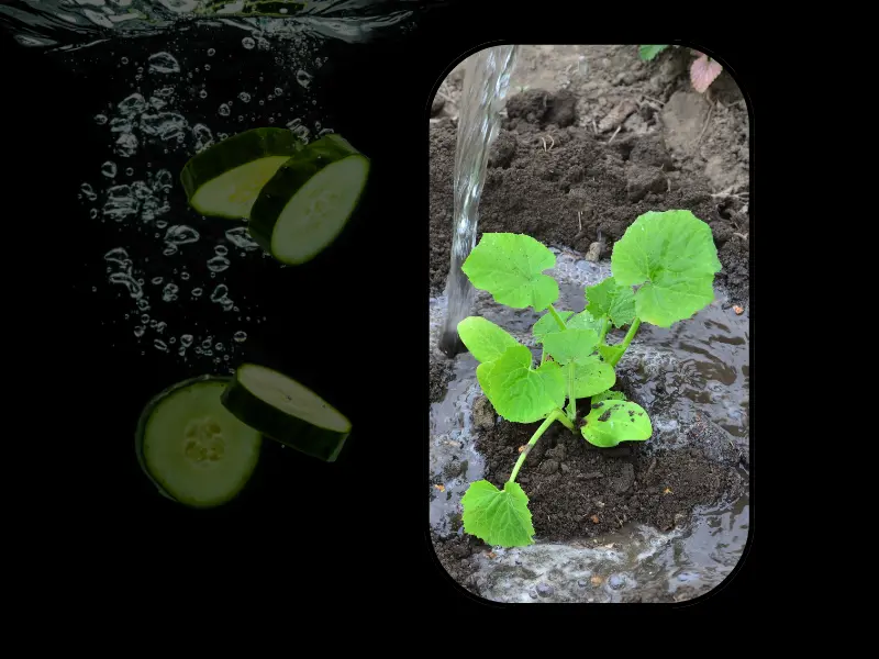 برنامه آبیاری خیار گلخانه ای