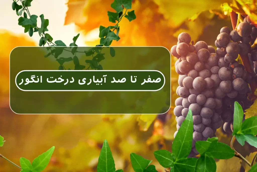 صفر تا صد آبیاری درخت انگور + نکات مهم در هر فصل