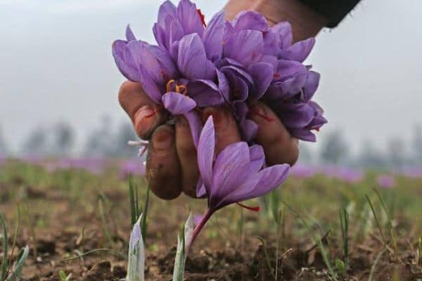 آبیاری دوم (زاج آب)