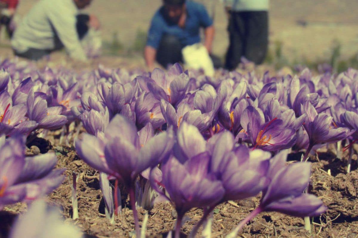 آبیاری زعفران