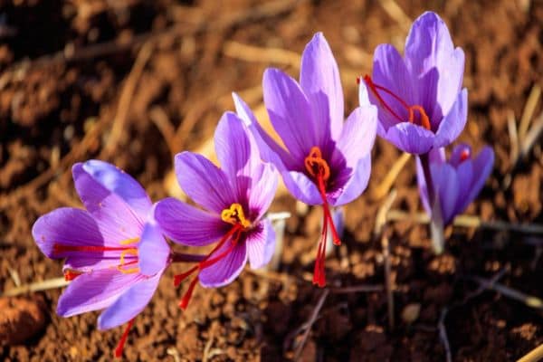 نکات مهم در کشت و آبیاری زعفران