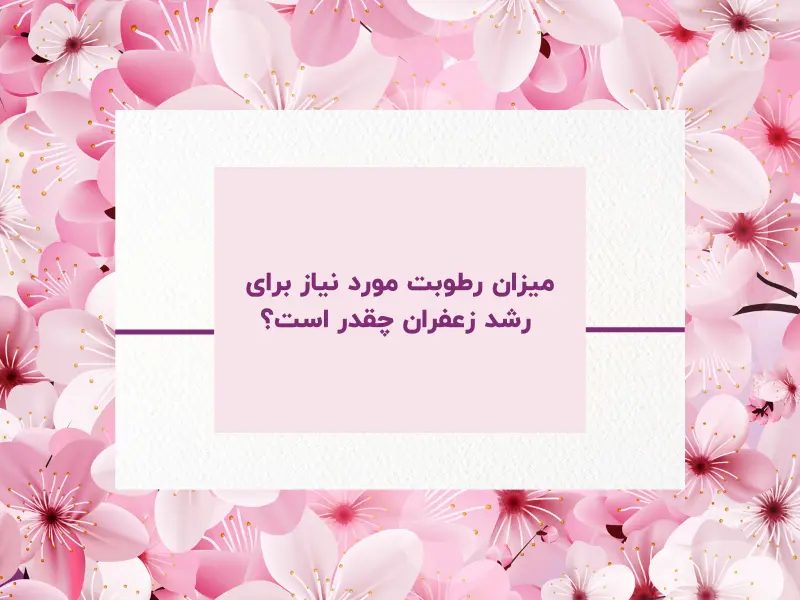 میزان رطوبت مورد نیاز برای رشد زعفران چقدر است؟
