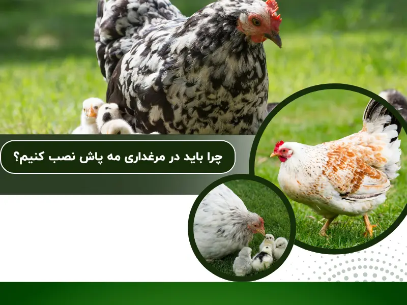 چرا باید در مرغداری مه پاش نصب کنیم؟