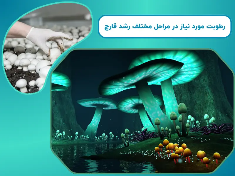 صفر تا صد کنترل رطوبت سالن پرورش قارچ 1404