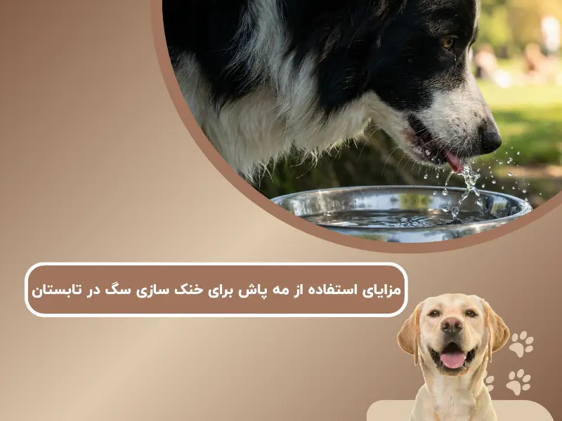 مزایای استفاده از مه پاش برای خنک سازی سگ در تابستان