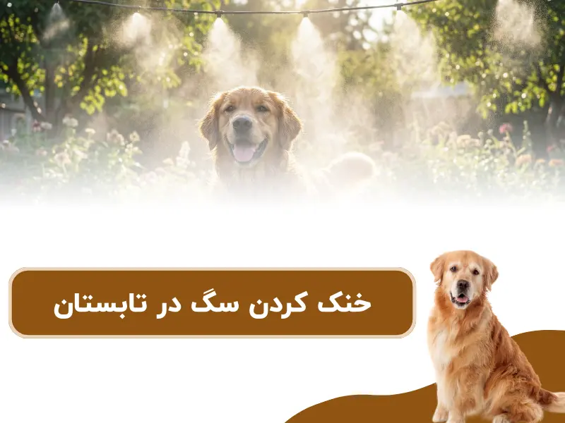 بهترین روش ها و راه های خنک کردن سگ در تابستان 2025
