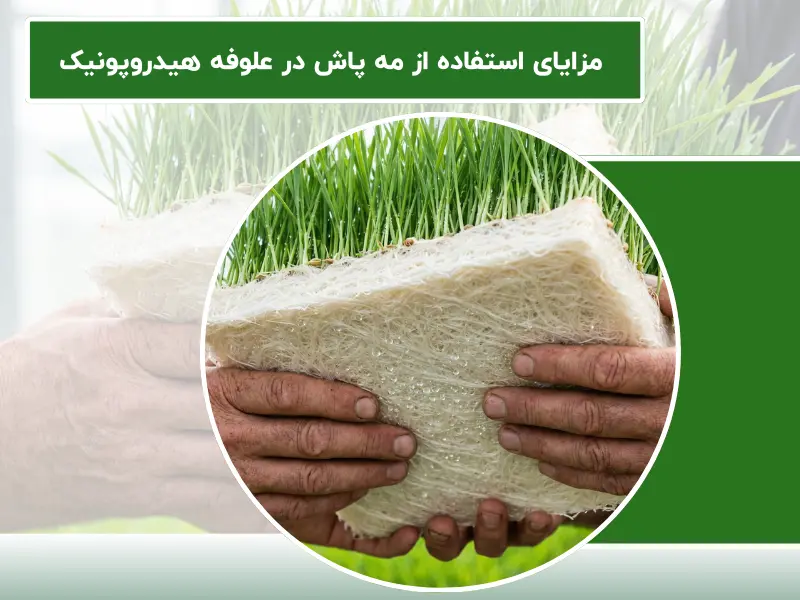مزایای استفاده از مه پاش در علوفه هیدروپونیک