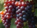 اصول آبیاری درخت انگور (مو) در بهار و زمان گلدهی