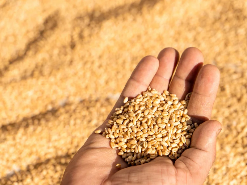 خاک آب (اولین آبیاری) و اهمیت جوانه زنی