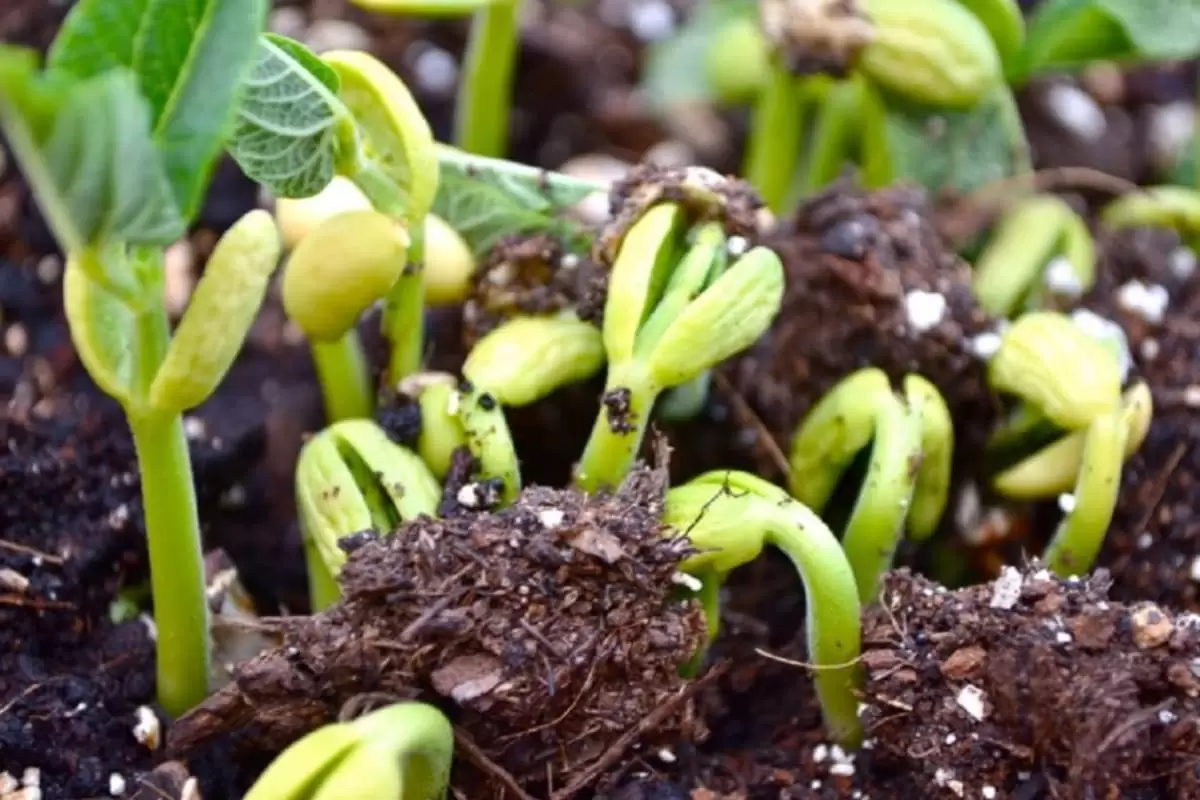 مه پاش برای لوبیا